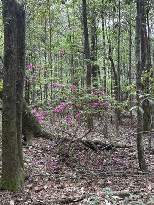 Audubon Swamp Gardens