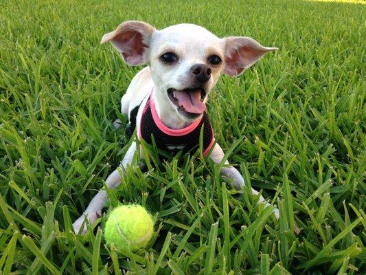 Carrie's Critter Care