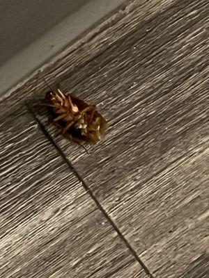 Catalina Post Acute and Rehabiliation