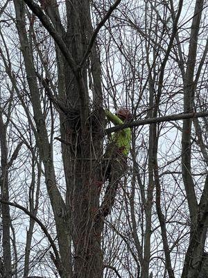 R & D Tree Service
