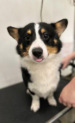 Bubbles & Barks Grooming