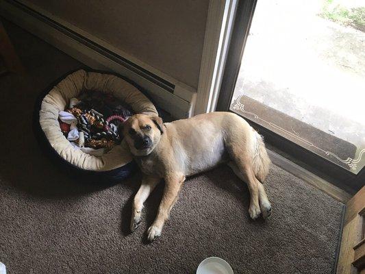 Gray Fox Animal Hospital