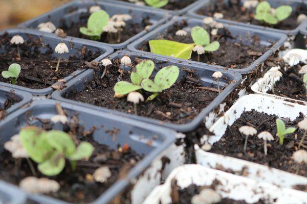 School of Permaculture