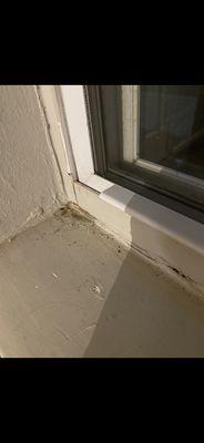 Mildew on all windows