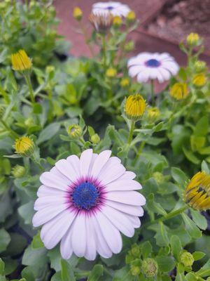 Chestnut Ridge Nursery