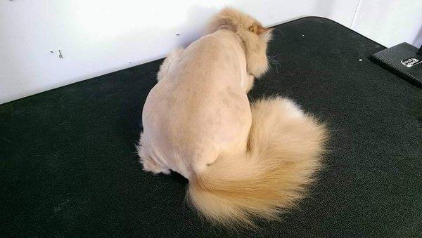 Cats Meow Housecall Grooming