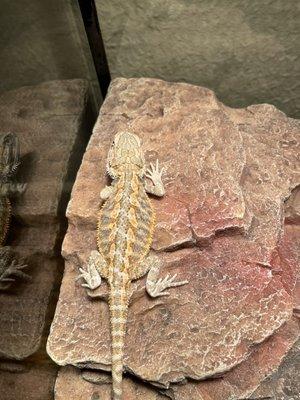 Animal Medical Center of the Antelope Valley