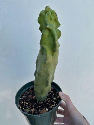 Totem Pole Cactus