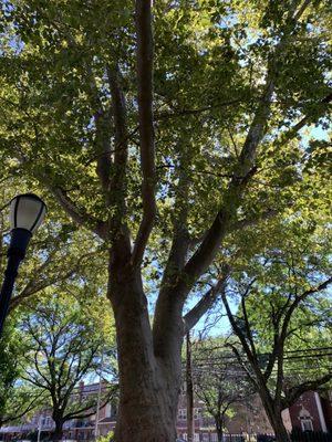 Veteran's Grove Playground