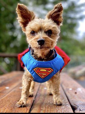 Waterway Animal Hospital