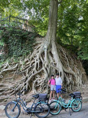 Pedego Electric Bikes Greenville