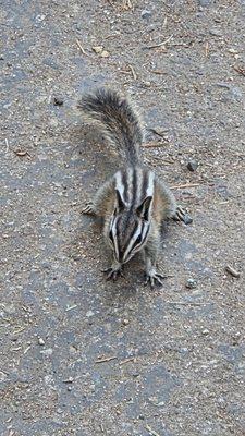 Little chipmunk came up to us 07-04-2025