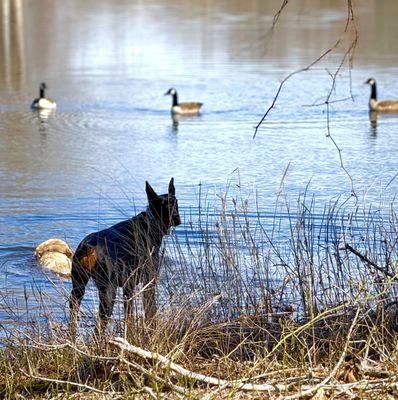 Carolina Cat & Canine Retreat