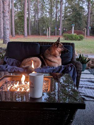 S.H.A.R.E. Shepherd Help and Rescue Effort