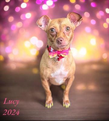 Southern Divine Kennels Pet Grooming