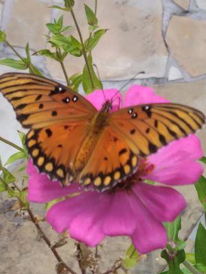 Molly Donovan Massage & Aromatherapy