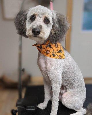 Julian Grooming Station