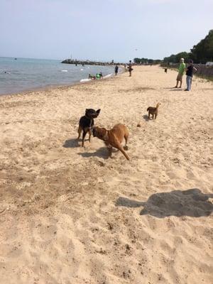 Dog Beach