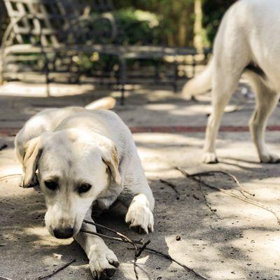 Marco Wallace Pool Service