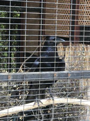 The Folsom City Zoo Sanctuary