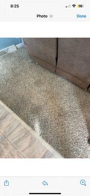My carpet the day after it was cleaned