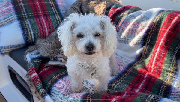 8 year old Tiffy! Thank you Rene, Dr Palm and Rotts of Friends.