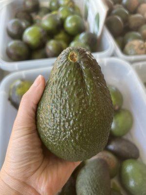 HUGE Avocados