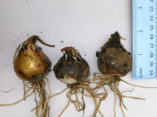 Fourth Corner Nurseries