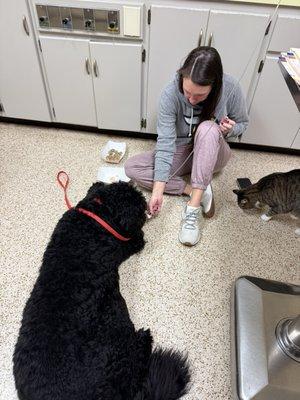 Crestwood Animal Hospital