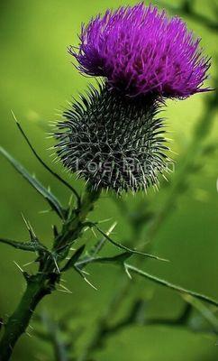 Thistle Landscape Management