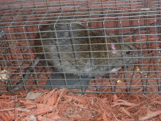 We can remove rats and mice no problem!