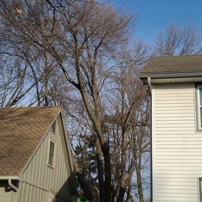 Dangerous overgrown Bradford Pear trees.