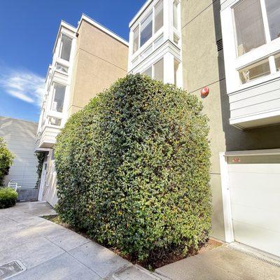 Verde Garden Service