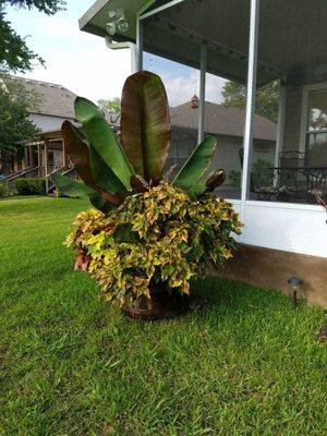 I bought this plant the end of April and it for in my mini Cooper! I literally have only watered it and it's over 8 ft tall!