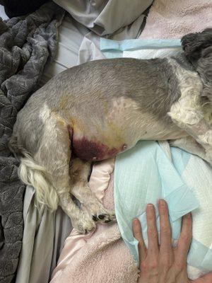 Natchez Trace Veterinary Services