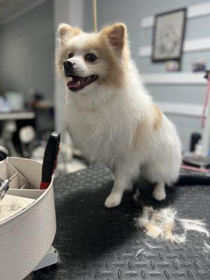 Canine Design By Gadi