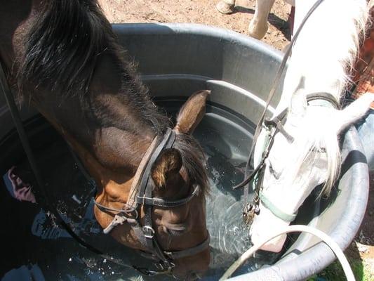 You can lead a horse to water...