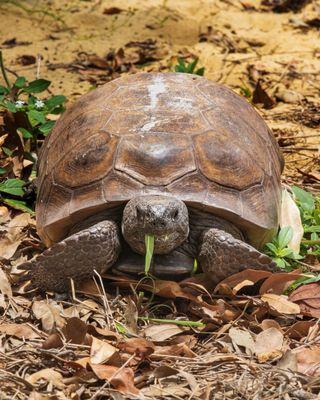 Highlands Hammock State Park