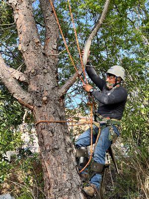Manfredy is a tree climber