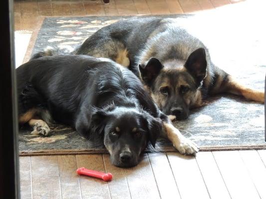Mile High Bark Buddies