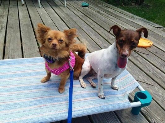 Riverfront Dog Training