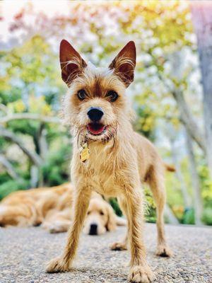 Brigitte Bard Holistic Dog Training