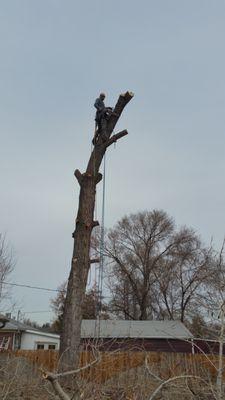 Limbotomy Tree Service