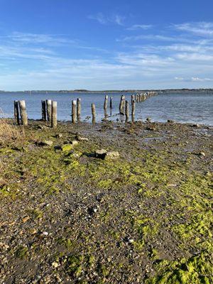 Thomas Jefferson Rollins Nature Area