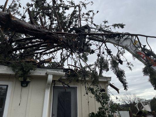 Sawyer Tree Management