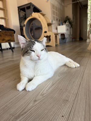 Sebastian, 4 year old gentleman