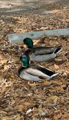 Lake Mayer Park