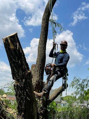 Bryan’s Tree Service