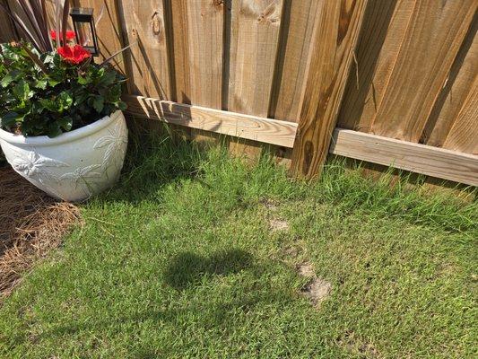 Freeman’s Landscaping