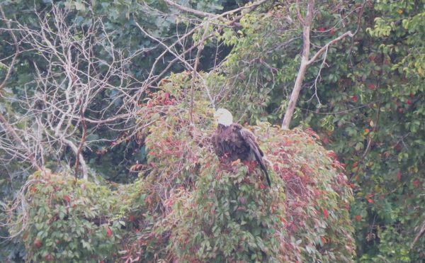 Wildlife spotted on property. Bald eagle!